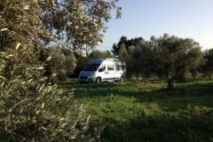 Olive-Grove-Marseille